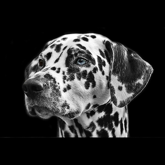 dalmationclub